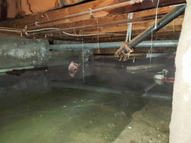 Best Mold removal after water damage  in Varnville, SC