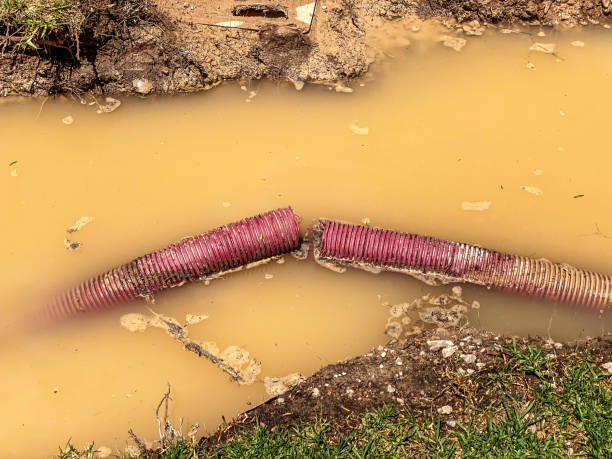 Best Professional water damage repair  in Varnville, SC